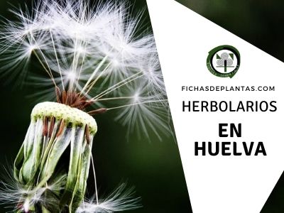 Herbolario en Huelva, España