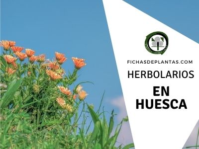Herbolario en Huesca, España