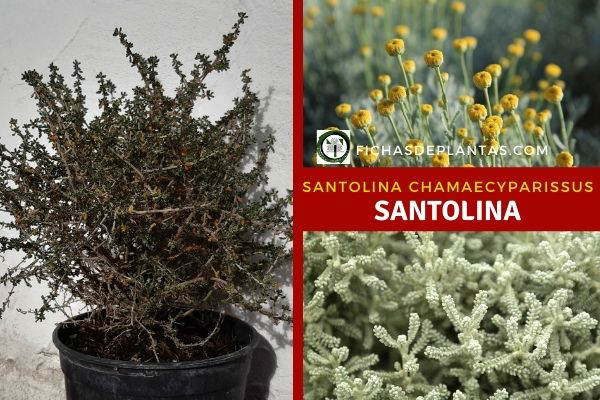 Santolina Planta, Descripción y Propiedades Medicinales