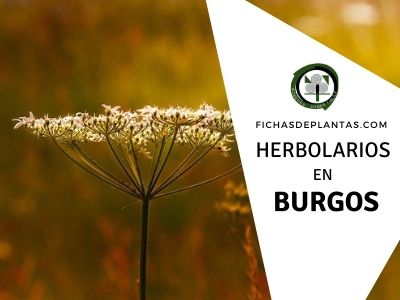 Herbolario y Herboristeria en Burgos