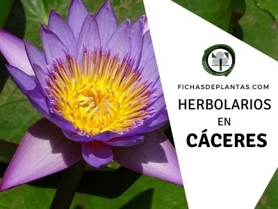 Herbolario y Herboristeria en Cáceres