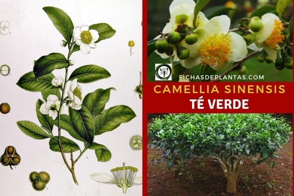 planta de té, Camellia sinensis