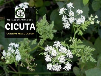 Cicuta Cicute Conium maculatum
