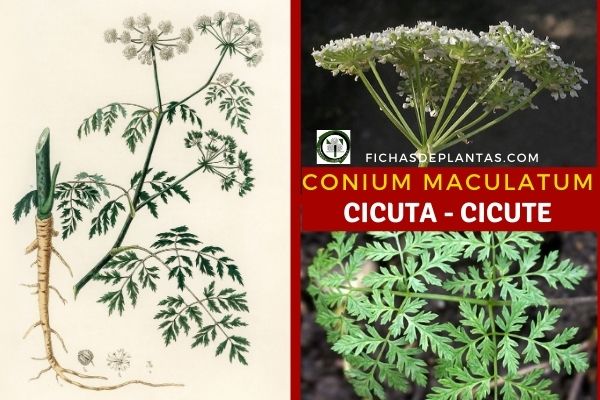 cicute, Conium maculatum
