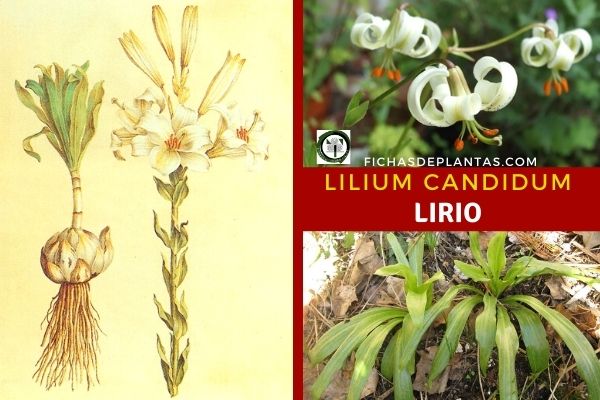 Lilium candidum, Lirio