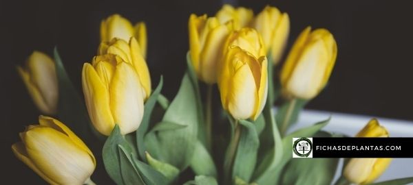 Qué Significan los tulipanes amarillos