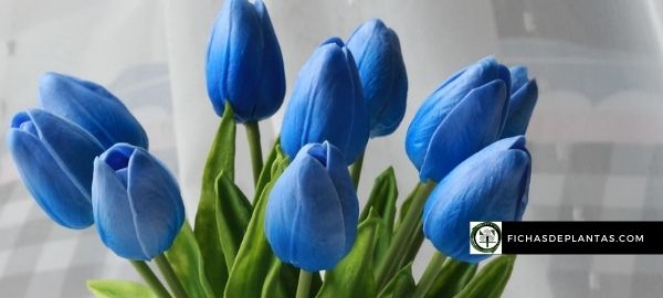 Significado de los tulipanes azules
