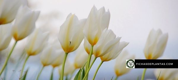 Qué significan los tulipanes blancos