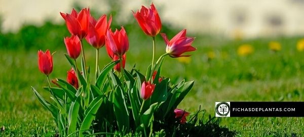 Qué significado tienen los tulipanes rojo