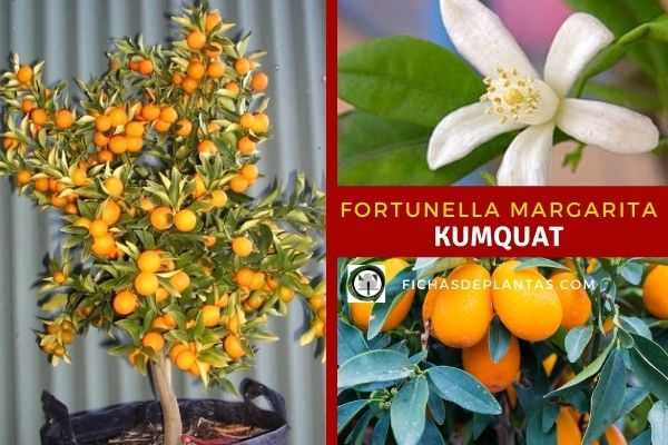 Fortunella margarita, kumquat
