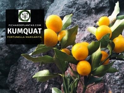 kumquat árbol