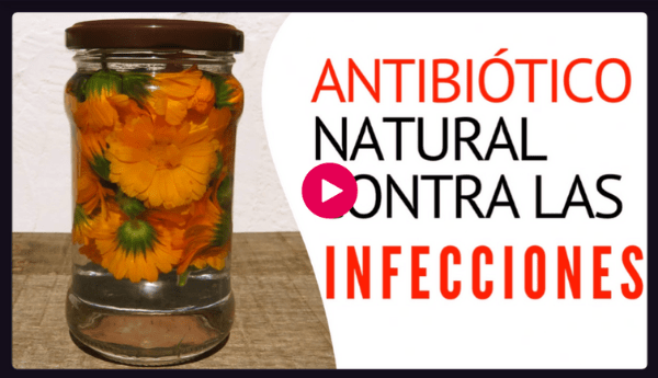 antibiótico natural