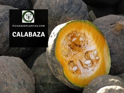 La Calabaza | Descripción y Propiedades Medicinales