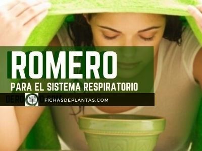 Romero para el sistema respiratorio