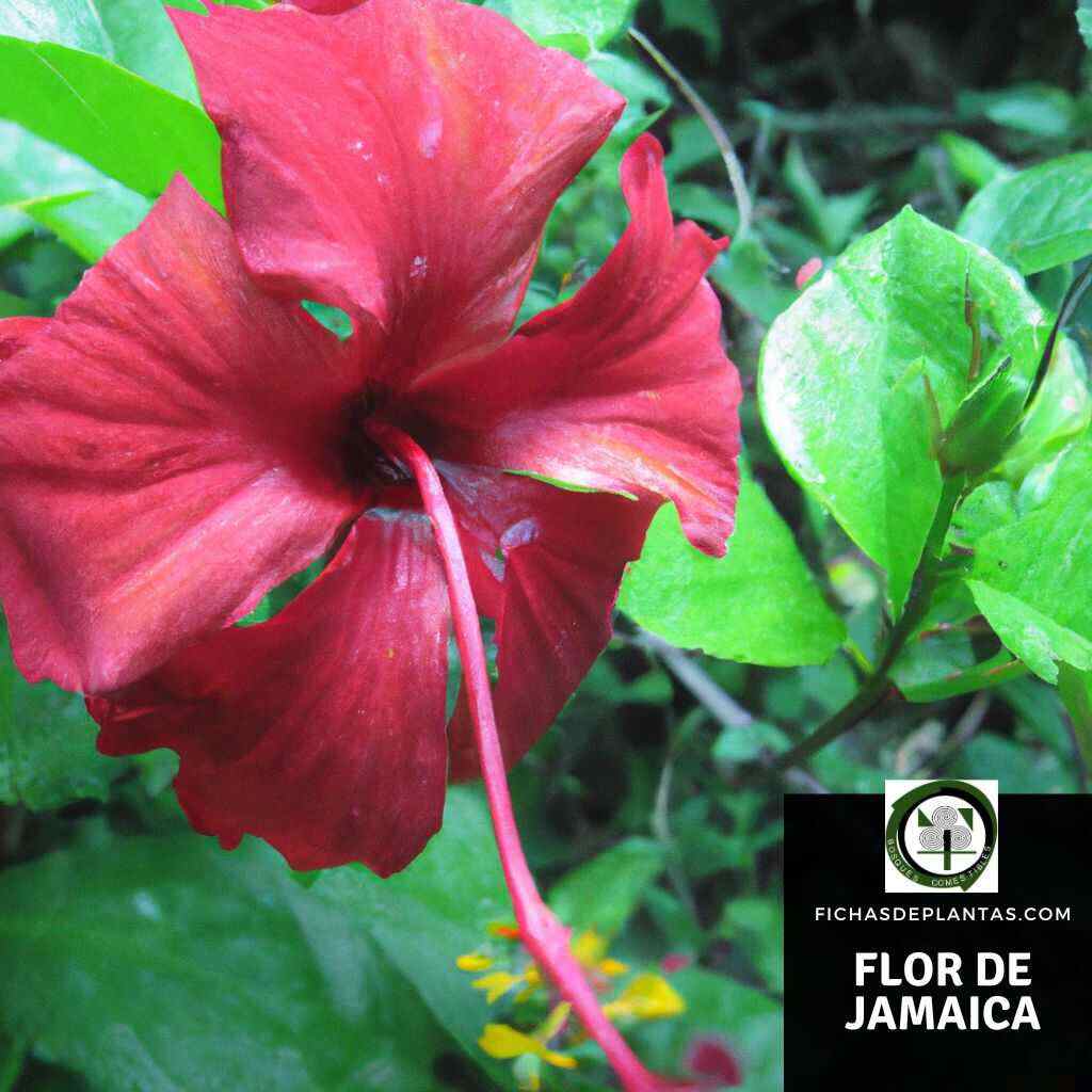 Flor de Jamaica ( Hibiscus sabdariffa)