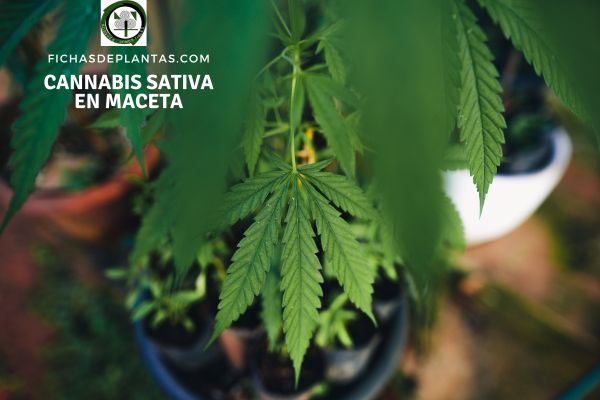 Cultivo cannabis en maceta