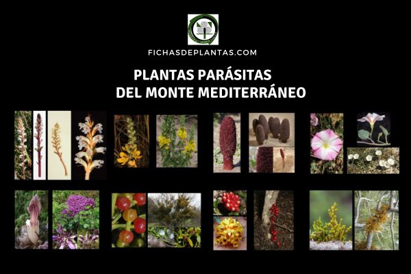 especies parásitas del Monte mediterráneo