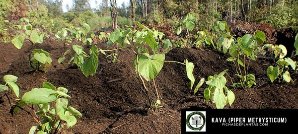 ¿Cómo se cultiva la kava?