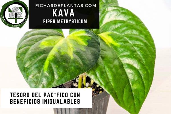 Kava ( Piper methysticum)