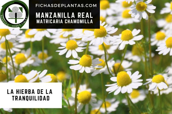 Matricaria chamomilla, usos y cultivos