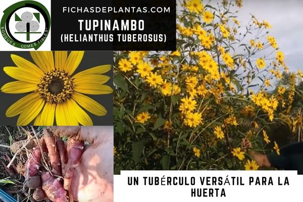 Tupinambo (Helianthus tuberosus)